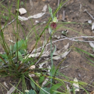 Calochilus paludosus at Balmoral - suppressed