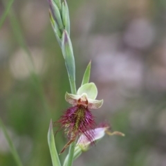 Calochilus paludosus at Balmoral - suppressed