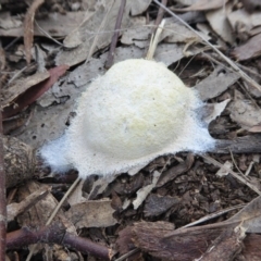 Fuligo septica (Scrambled egg slime) at Rugosa - 10 Oct 2020 by SenexRugosus