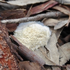 Fuligo septica at Yass River, NSW - 10 Oct 2020