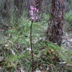 Dipodium roseum (Rosy Hyacinth Orchid) at Upper Nepean State Conservation Area - 3 Jan 2019 by JayVee