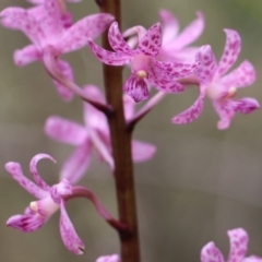 Dipodium roseum at Upper Nepean State Conservation Area - suppressed