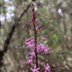 Dipodium roseum at Upper Nepean State Conservation Area - suppressed