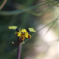 Diuris pardina (Leopard Doubletail) at Balmoral - 4 Oct 2020 by JayVee