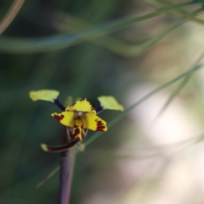 Diuris pardina (Leopard Doubletail) at Balmoral, NSW - 4 Oct 2020 by JayVee