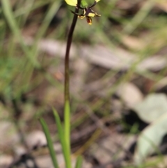 Diuris pardina at Balmoral, NSW - 4 Oct 2020