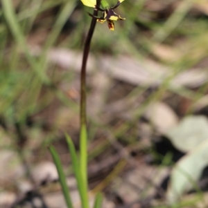 Diuris pardina at Balmoral, NSW - 4 Oct 2020