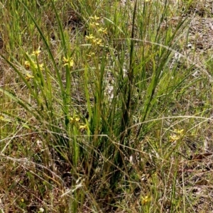 Diuris pardina at Balmoral, NSW - suppressed