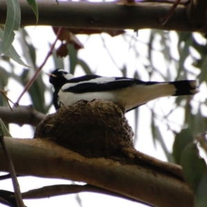 Grallina cyanoleuca at Deakin, ACT - 30 Sep 2020 12:40 PM