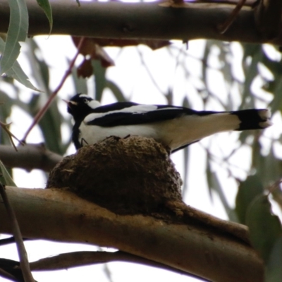 Grallina cyanoleuca (Magpie-lark) at Hughes Grassy Woodland - 30 Sep 2020 by LisaH