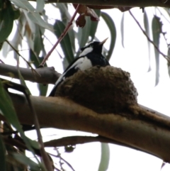 Grallina cyanoleuca at Deakin, ACT - 30 Sep 2020 12:40 PM