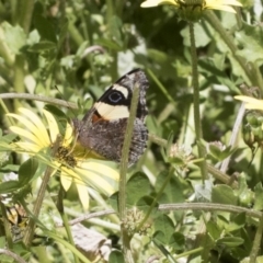 Vanessa itea (Yellow Admiral) at Cook, ACT - 10 Oct 2020 by AlisonMilton