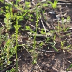 Microtis sp. (Onion Orchid) at Wingecarribee Local Government Area - 5 Oct 2020 by JayVee