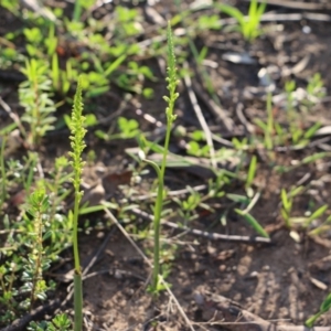 Microtis sp. at Balmoral, NSW - 5 Oct 2020