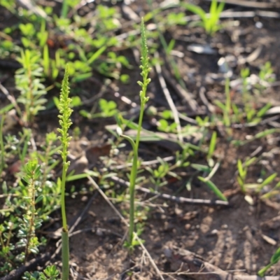 Microtis sp. (Onion Orchid) at Balmoral - 5 Oct 2020 by JayVee