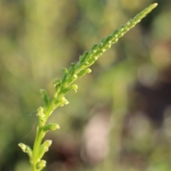 Microtis sp. at Balmoral, NSW - suppressed