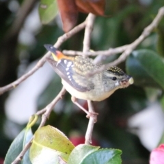 Pardalotus punctatus (Spotted Pardalote) at Hughes, ACT - 8 Oct 2020 by LisaH