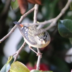 Pardalotus punctatus at Hughes, ACT - suppressed