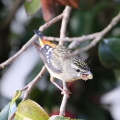 Pardalotus punctatus at Hughes, ACT - suppressed