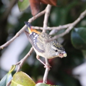 Pardalotus punctatus at Hughes, ACT - suppressed