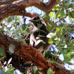 Gymnorhina tibicen (Australian Magpie) at Hughes Grassy Woodland - 6 Oct 2020 by LisaH