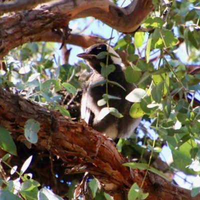 Gymnorhina tibicen (Australian Magpie) at Deakin, ACT - 6 Oct 2020 by LisaH