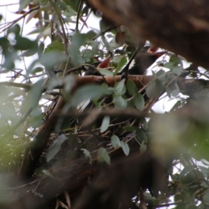 Gymnorhina tibicen at Deakin, ACT - 6 Oct 2020