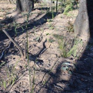 Prasophyllum elatum at Balmoral, NSW - suppressed