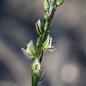 Prasophyllum elatum at Balmoral, NSW - 16 Sep 2020