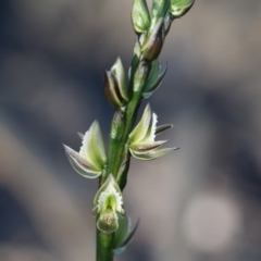 Prasophyllum elatum at Balmoral, NSW - 16 Sep 2020