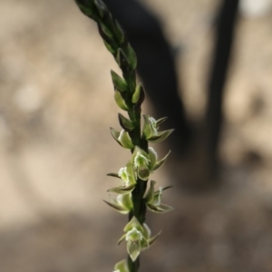 Prasophyllum elatum at Balmoral, NSW - suppressed