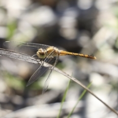 Diplacodes bipunctata (Wandering Percher) at Aranda Bushland - 9 Oct 2020 by AlisonMilton