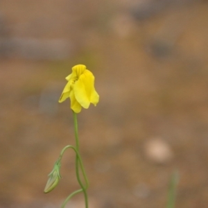 Goodenia pinnatifida at Deakin, ACT - 10 Oct 2020