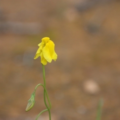 Goodenia pinnatifida (Scrambled Eggs) at Deakin, ACT - 10 Oct 2020 by LisaH