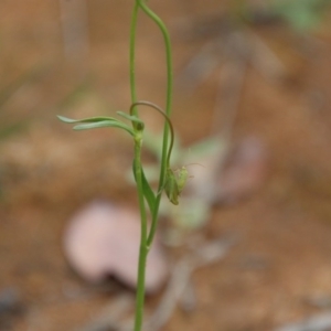 Goodenia pinnatifida at Deakin, ACT - 10 Oct 2020