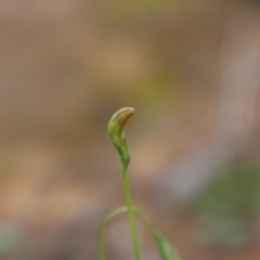 Goodenia pinnatifida at Deakin, ACT - 10 Oct 2020