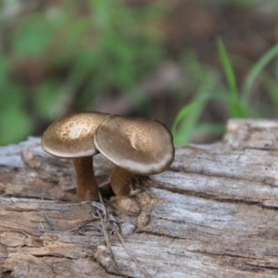 Lentinus arcularius (Fringed Polypore) at Red Hill to Yarralumla Creek - 9 Oct 2020 by LisaH