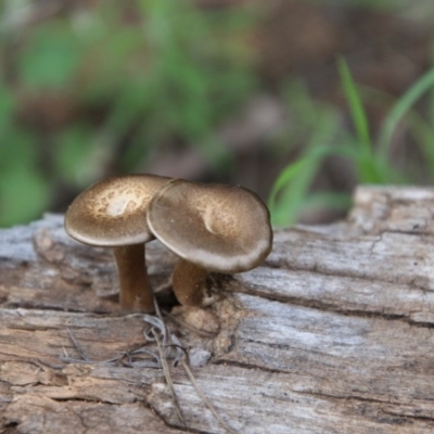 Lentinus arcularius (Fringed Polypore) at Hughes Grassy Woodland - 9 Oct 2020 by LisaH