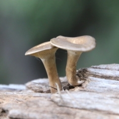 Lentinus arcularius at Deakin, ACT - 9 Oct 2020 04:27 PM