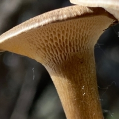 Lentinus arcularius at Deakin, ACT - 9 Oct 2020