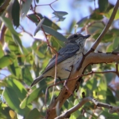 Pachycephala rufiventris (Rufous Whistler) at Red Hill to Yarralumla Creek - 10 Oct 2020 by LisaH