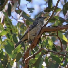 Pachycephala rufiventris at Deakin, ACT - 10 Oct 2020