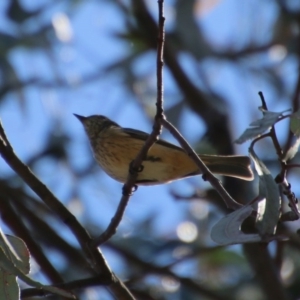 Pachycephala rufiventris at Deakin, ACT - 10 Oct 2020