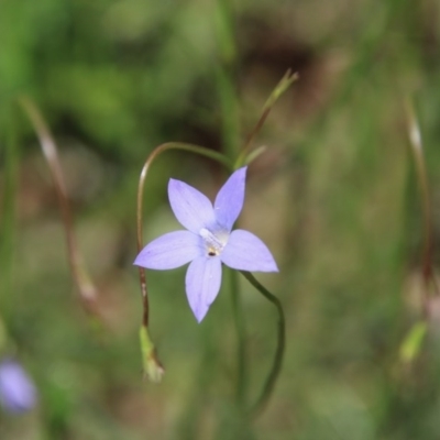 Wahlenbergia sp. (Bluebell) at Hughes Grassy Woodland - 10 Oct 2020 by LisaH