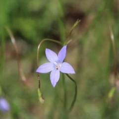 Wahlenbergia sp. (Bluebell) at Hughes, ACT - 10 Oct 2020 by LisaH