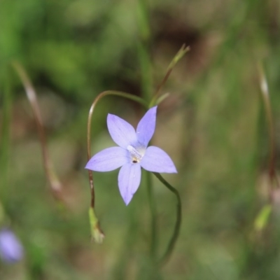 Wahlenbergia sp. (Bluebell) at Hughes, ACT - 10 Oct 2020 by LisaH
