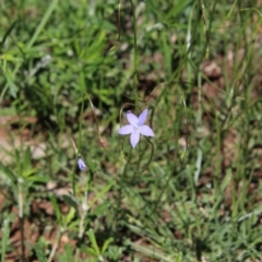 Wahlenbergia sp. at Hughes, ACT - 10 Oct 2020