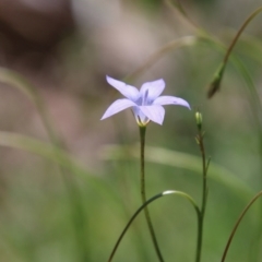 Wahlenbergia sp. at Hughes, ACT - 10 Oct 2020