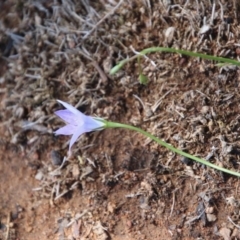 Wahlenbergia sp. at Hughes, ACT - 10 Oct 2020