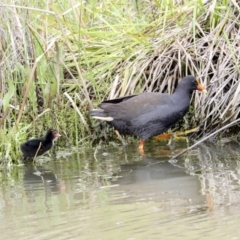 Gallinula tenebrosa (Dusky Moorhen) at Gungahlin, ACT - 9 Oct 2020 by AlisonMilton